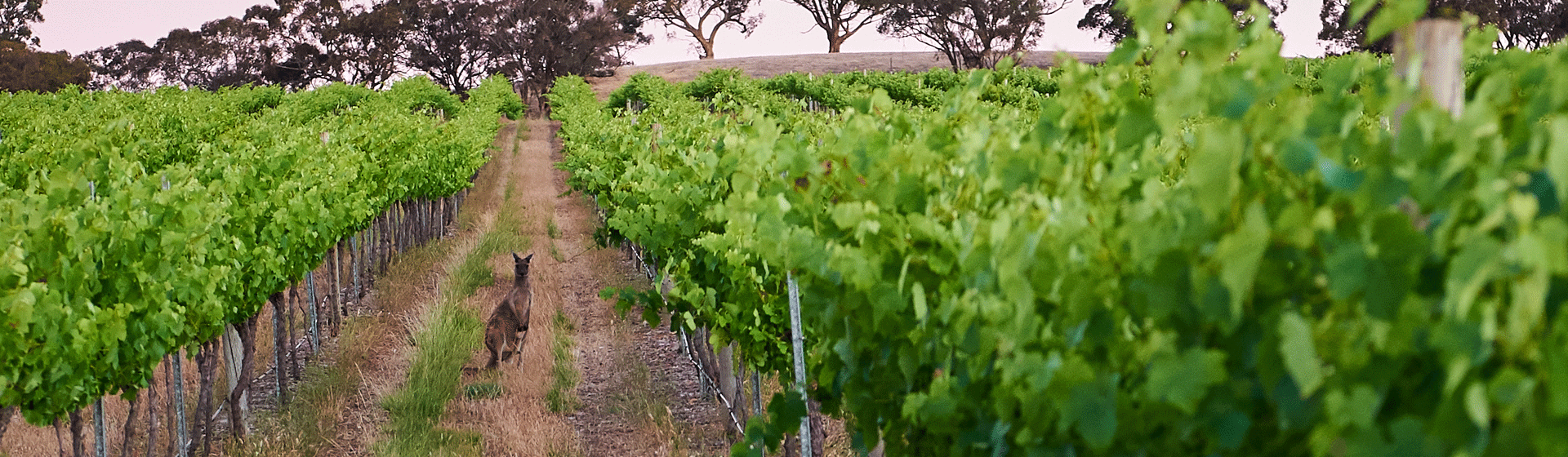 1920X560 Barossa Valley Vineyards 1920X560 Barossa Valley Vineyards