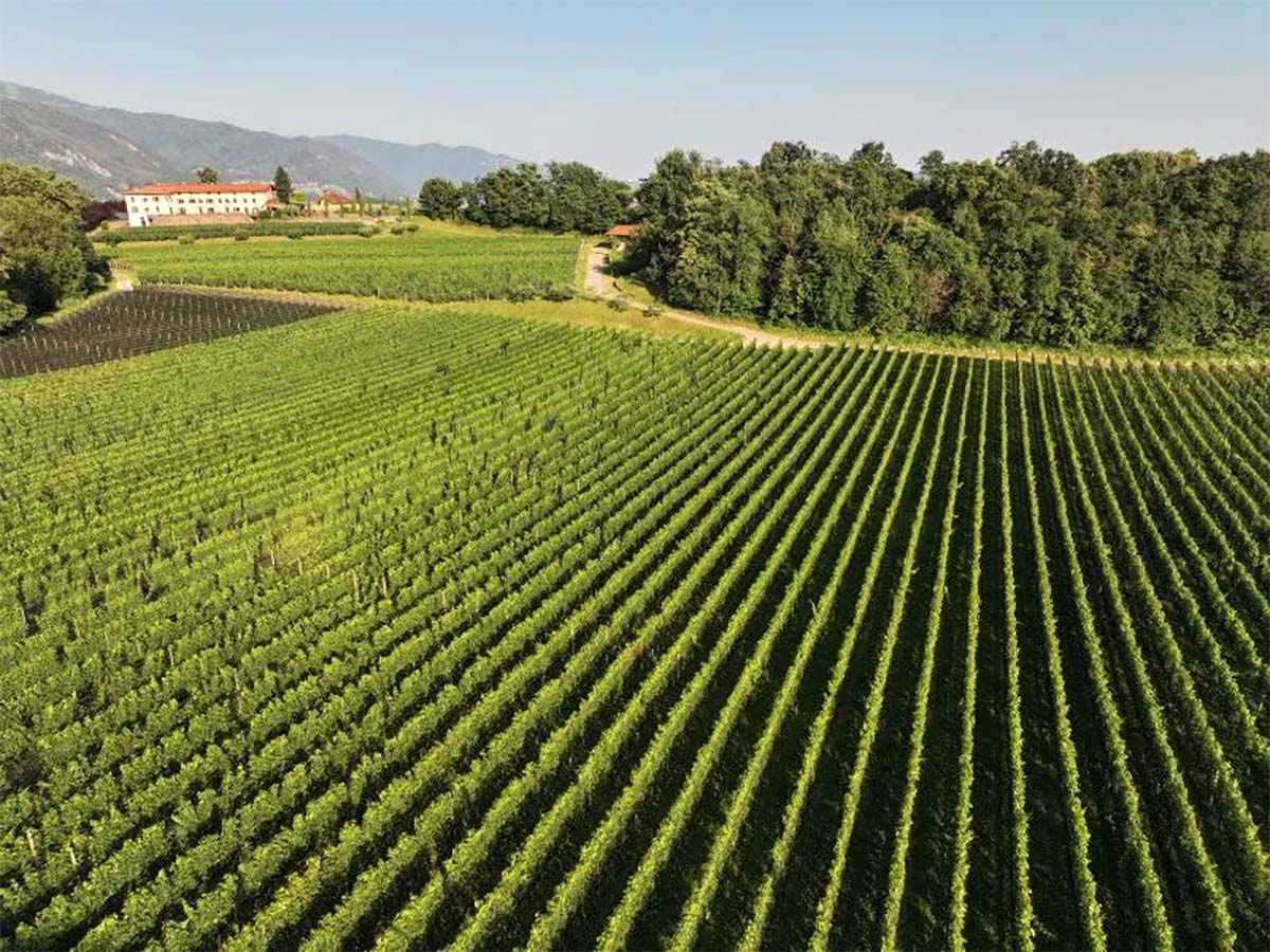 Agriloro 02