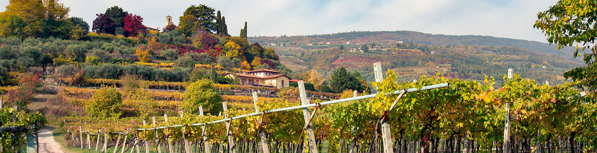 Weingut Paolocottini 2