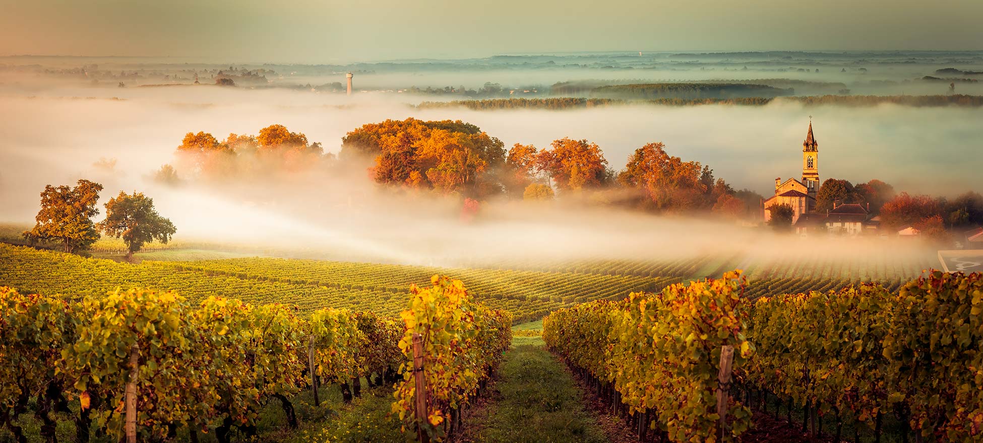 Bordeaux Stemilion