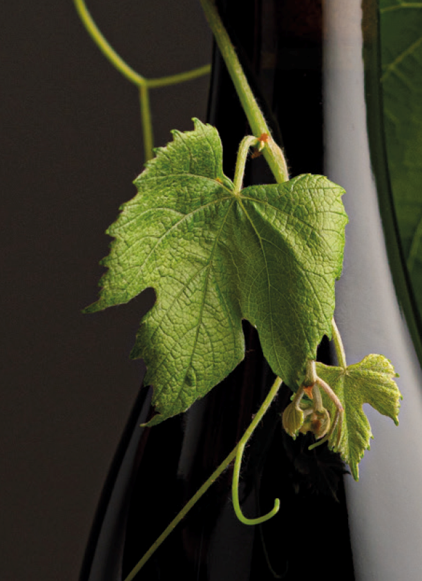 Bildschirmfoto 2022 08 15 Um 132852