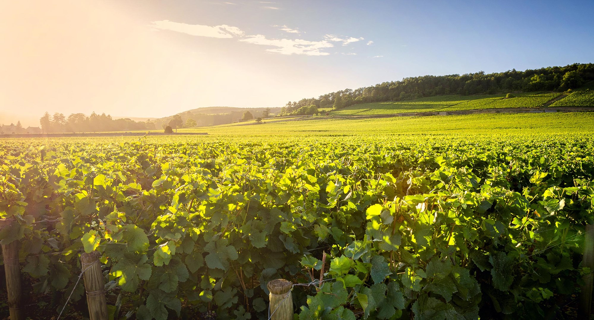 Burgund Nuits