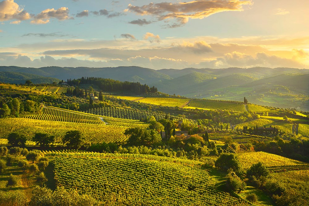 Rebberge Sommer Panzano Rebberge Sommer Panzano