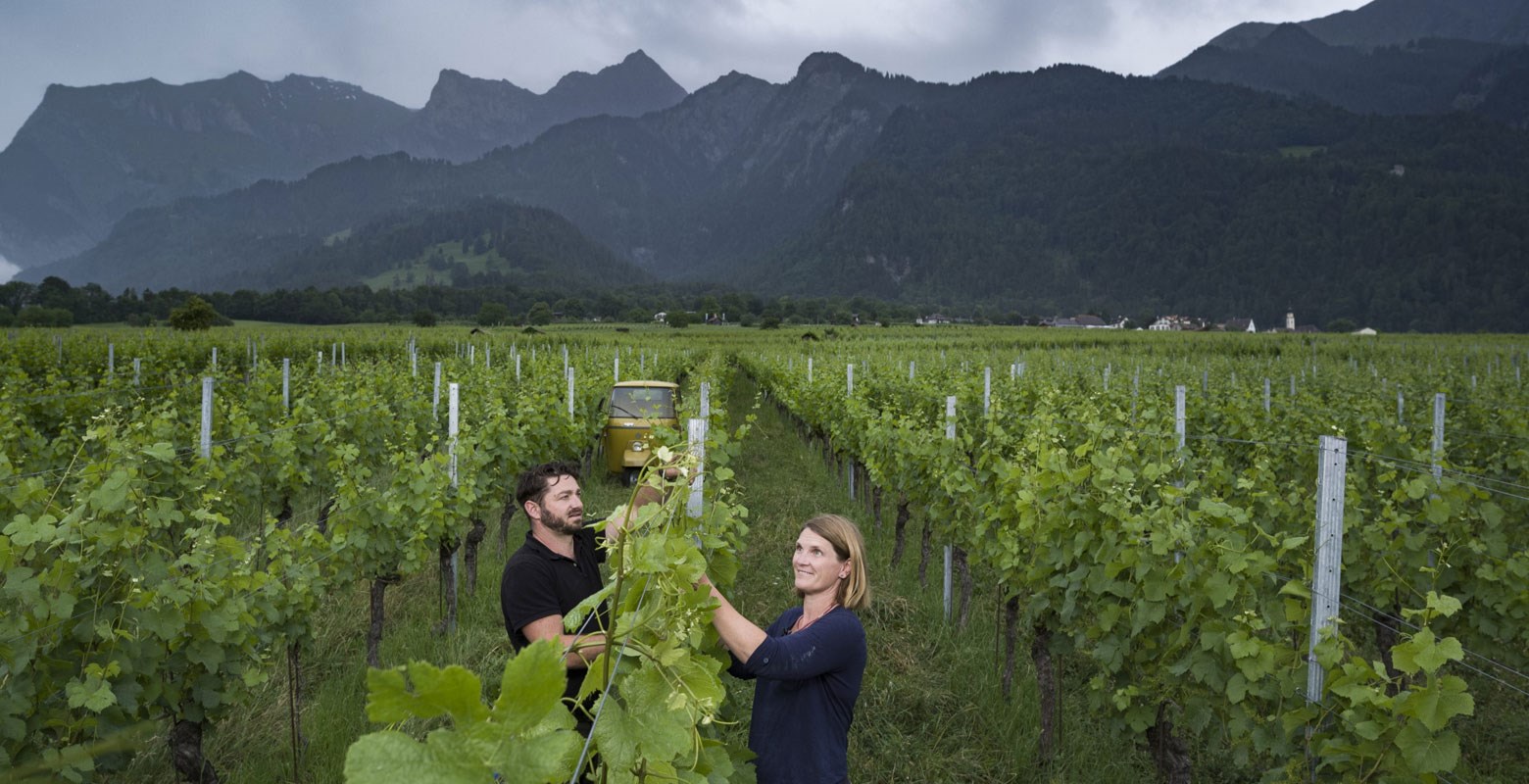 3 Jenins Weingut Obrecht