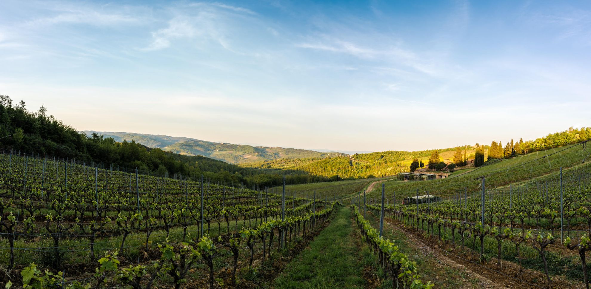 Bild für Kategorie Chianti